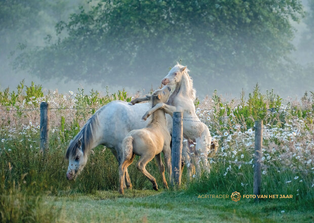Levende Have 5 - Agri Trader Foto van het Jaar 2025